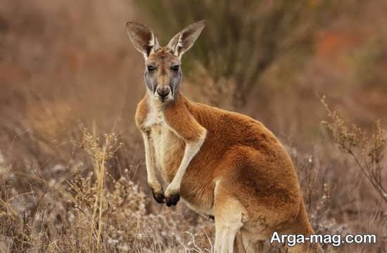  عکس زیبا از کانگورو با کیفیت بالا