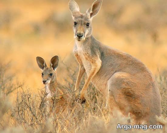  عکس زیبا از کانگورو با کیفیت بالا