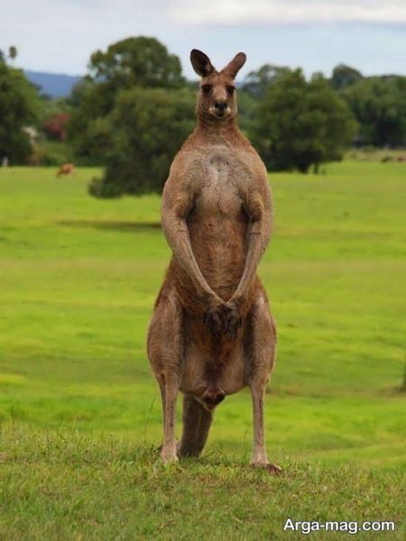  عکس زیبا از کانگورو با کیفیت بالا