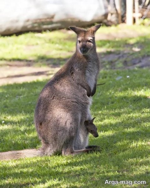  عکس زیبا از کانگورو با کیفیت بالا