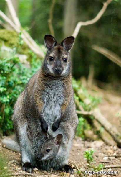  عکس زیبا از کانگورو با کیفیت بالا