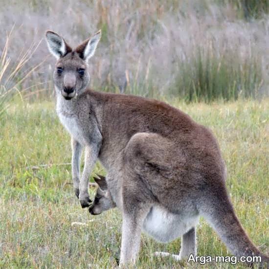  عکس زیبا از کانگورو با کیفیت بالا