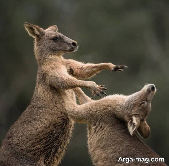  عکس زیبا از کانگورو با کیفیت بالا