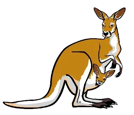  عکس کانگورو کارتونی