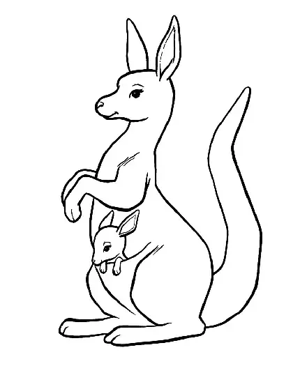  عکس کانگورو کارتونی