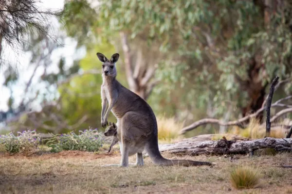  عکس کانگورو واقعی