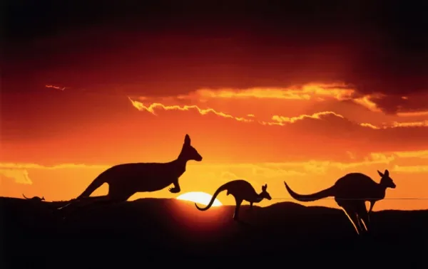  عکس کانگورو واقعی