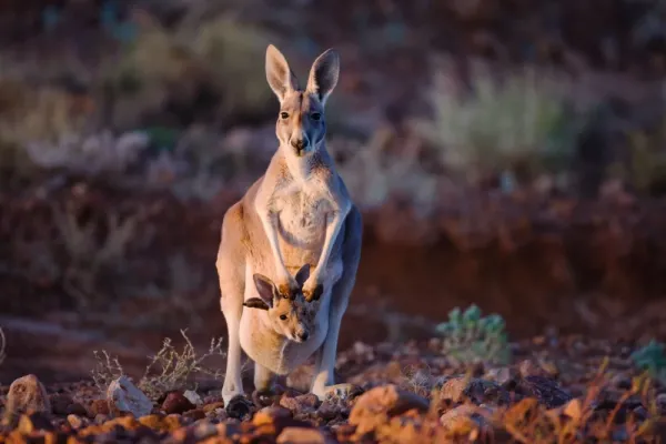  عکس کانگورو واقعی