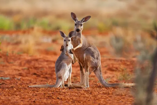  عکس کانگورو واقعی