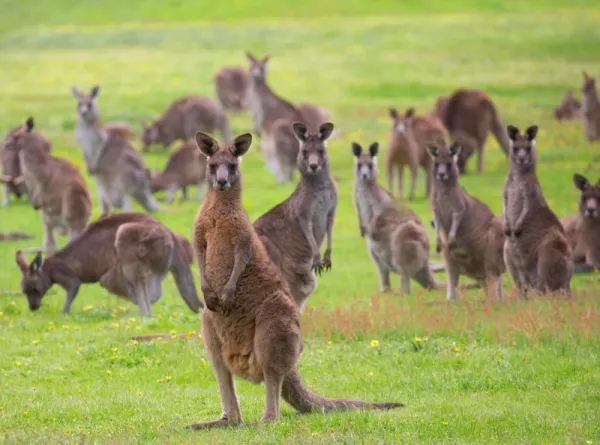  عکس کانگورو واقعی