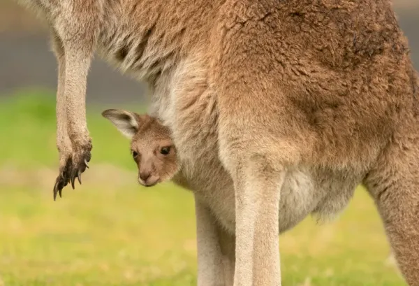  عکس کانگورو واقعی
