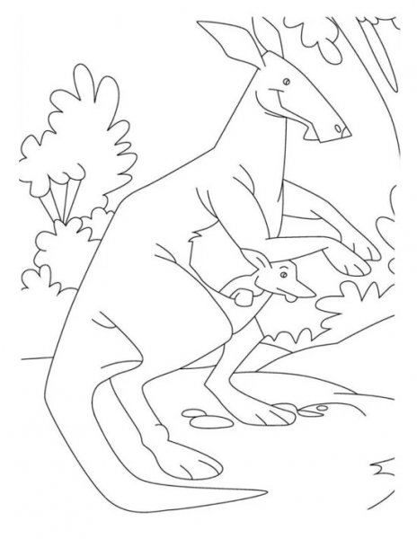  عکس کانگورو برای نقاشی