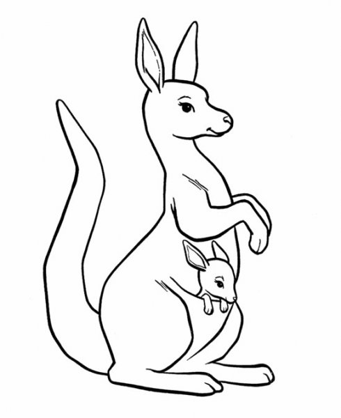  عکس کانگورو برای نقاشی