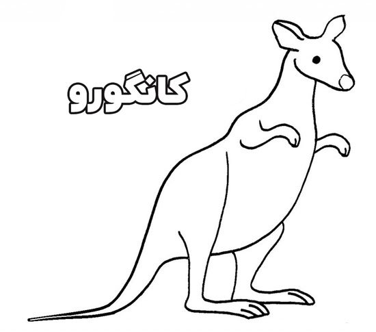  عکس کانگورو برای نقاشی