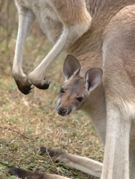 عکس کانگورو برای بک گراند گوشی