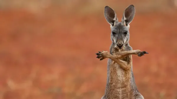 عکس کانگورو برای بک گراند گوشی