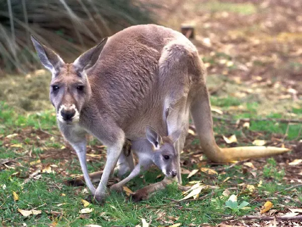 عکس کانگورو برای بک گراند گوشی