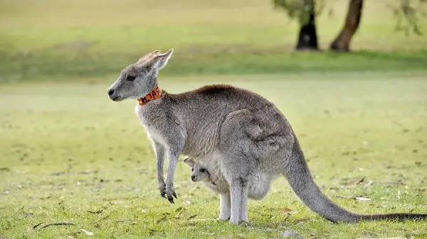  عکس کانگورو برای بک گراند گوشی