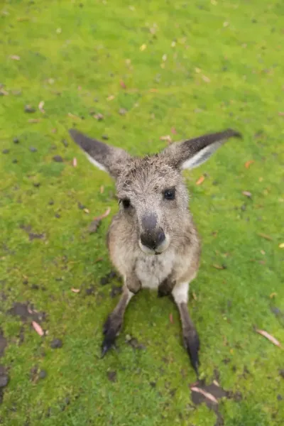  عکس کانگورو برای بک گراند گوشی