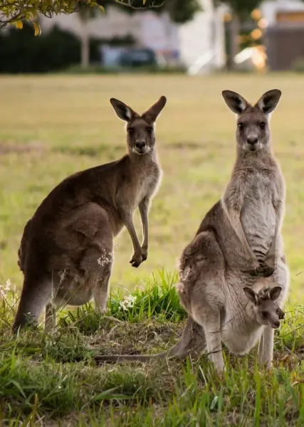  عکس کانگورو برای بک گراند گوشی