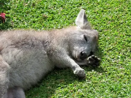  عکس کانگورو کیوت