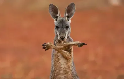  عکس کانگورو کیوت