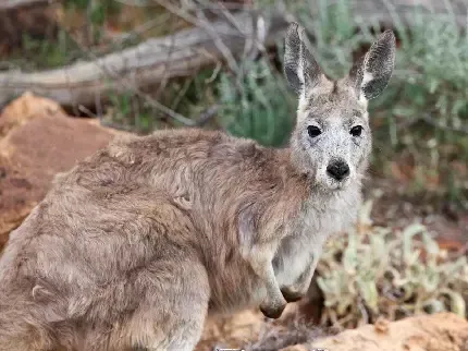  عکس کانگورو کیوت