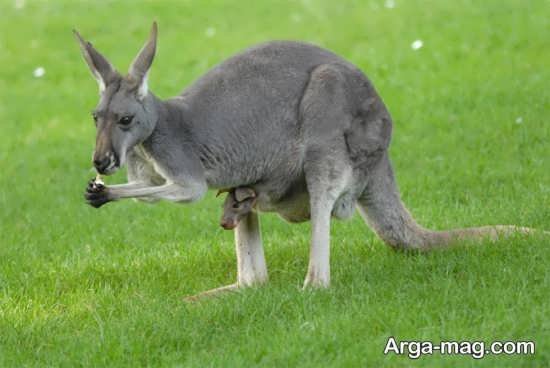 عکس کانگورو قرمز