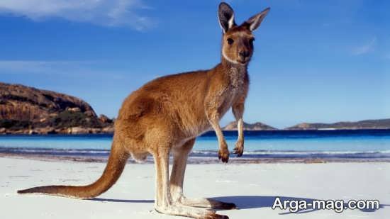 عکس کانگورو قرمز