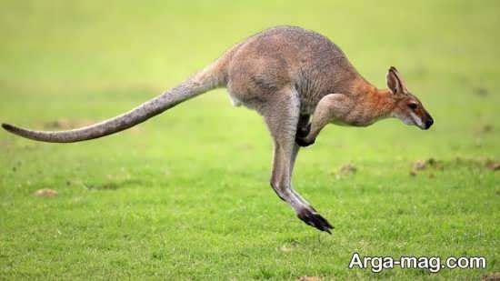 عکس کانگورو قرمز
