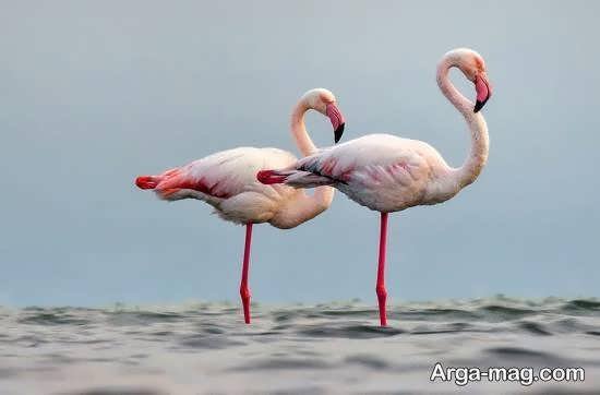 عکس از پرندگان مهاجر زیبا