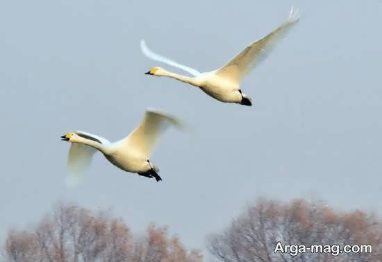  عکس از پرندگان مهاجر زیبا