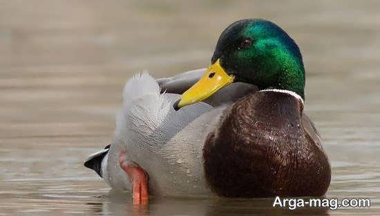  عکس از پرندگان مهاجر زیبا