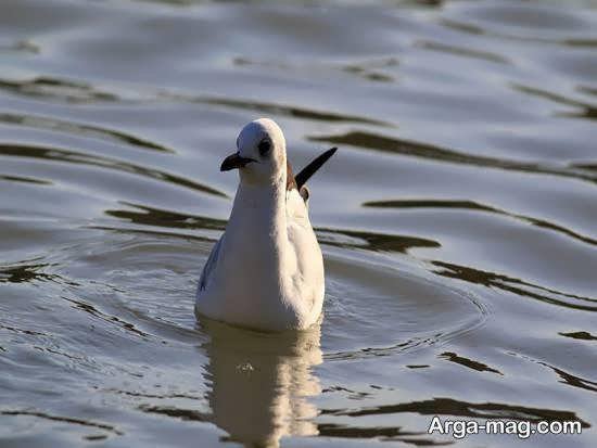  عکس از پرندگان مهاجر زیبا
