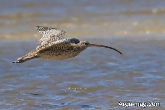  عکس از پرندگان مهاجر زیبا