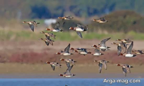  عکس از پرندگان مهاجر زیبا