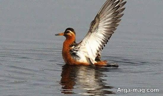  عکس از پرندگان مهاجر زیبا