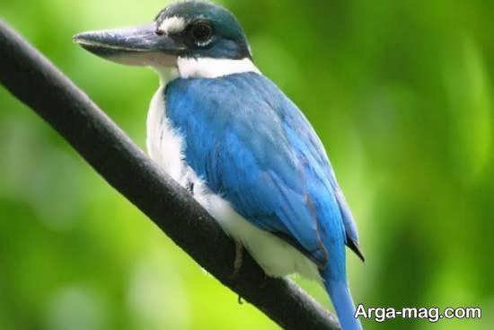  عکس از پرندگان مهاجر زیبا