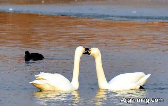  عکس از پرندگان مهاجر زیبا