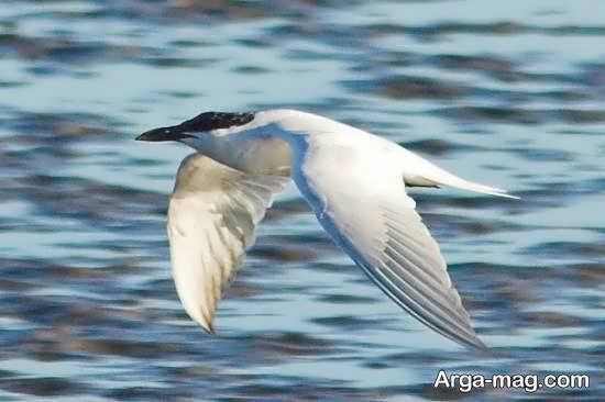  عکس از پرندگان مهاجر زیبا