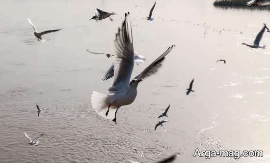  عکس از پرندگان مهاجر زیبا