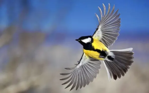  زیباترین عکس  پرندگان در حال کوچ