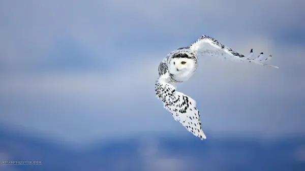  زیباترین عکس  پرندگان در حال کوچ