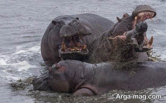 عکس های زیبا و جالب از اسب آبی