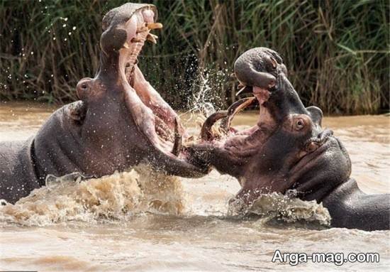  عکس های زیبا و جالب از اسب آبی