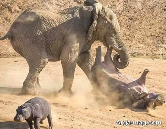  عکس های زیبا و جالب از اسب آبی