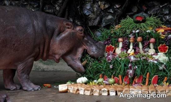  عکس های زیبا و جالب از اسب آبی