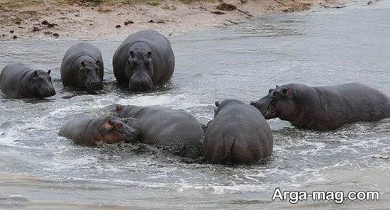  عکس های زیبا و جالب از اسب آبی