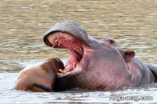  عکس های زیبا و جالب از اسب آبی