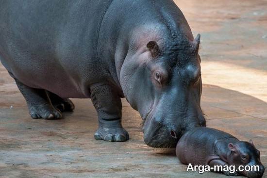  عکس های زیبا و جالب از اسب آبی